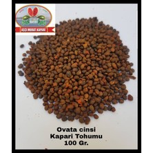 Aşçı Murat Kapari Kapari Tohumu 100 Gr. ( Ovata Cinsi ) Kapari Tohumu