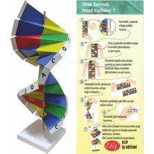 Elux Karton Dna Sarmalı Modeli