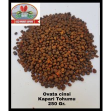 Aşçı Murat Kapari Kapari Tohumu 250 Gr. ( Ovata Cinsi ) Aşçı Murat Kapari