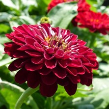 Bilgarden Super Yoga Elegans Koyu Kırmızı Zinya Çiçeği Tohumu 40 Tohum