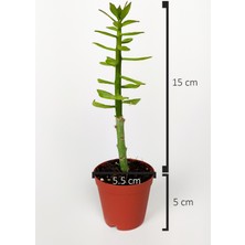 Toptan Kaktüs Pereskiopsis Spathulata Aşı Kök Bitkisi Sarı Çiçek Veren Kaktüs 5.5 cm Saksıda 