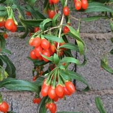 Berke Fidancılık Princess Tao Goji Berry Kurt Üzümü Fidanı