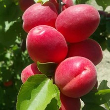 Berke Fidancılık Tüplü Aşılı Zaiges Red Moon Cinsi Kayısı Fidanı +80CM