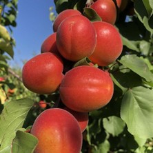 Berke Fidancılık Tüplü Aşılı Zaiges Red Moon Cinsi Kayısı Fidanı +80CM