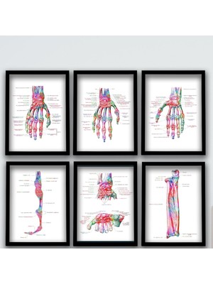 DekorLoft Anatomik Tablo, El Kemikleri, Doktor Odası Duvar Tablosu 6 Lı