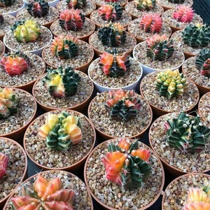 Gymnocalycium Variegata Kaktüs Tohumu Karışık 25 Adet