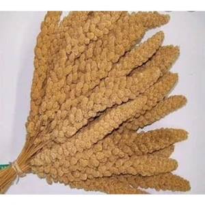 Erva Tohum Dal Darı-Doğal Sarı Daldarı Kuş Yemi 1 kg