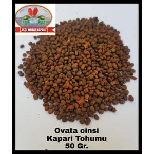 Aşçı Murat Kapari Kapari Tohumu 50 Gr. ( Ovata Cinsi ) Aşçı Muratkapari