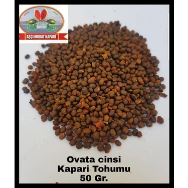 Aşçı Murat Kapari Kapari Tohumu 50 Gr. ( Ovata Cinsi ) Aşçı