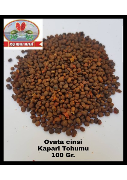 Aşçı Murat Kapari Kapari Tohumu 100 Gr. ( Ovata Cinsi ) Kapari Tohumu