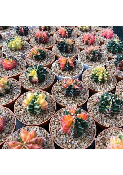 Gymnocalycium Variegata Kaktüs Tohumu Karışık 25 Adet