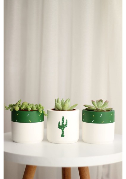 3'lü Kaktüs ve Sukulent Saksıseti Handmade