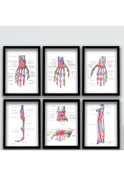 Anatomik Tablo, El Kemikleri, Doktor Odası Duvar Tablosu 6 Lı