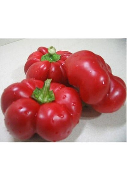 Domates Biber Tohumu Kamber Biberi Tohumu Ekim Seti 20 Adet Tohum + Saksı + Toprak modelleri