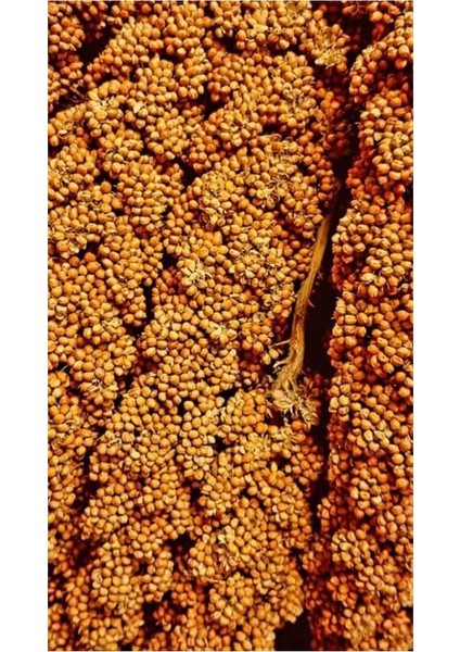 Kızıl Daldarı - 150 gr
