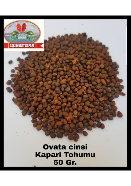 Aşçı Murat Kapari Kapari Tohumu 50 Gr. ( Ovata Cinsi ) Aşçı Muratkapari