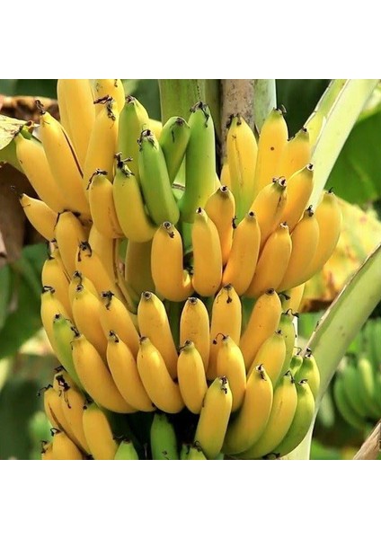 Musa Cavendish Fidanı, Torbada
