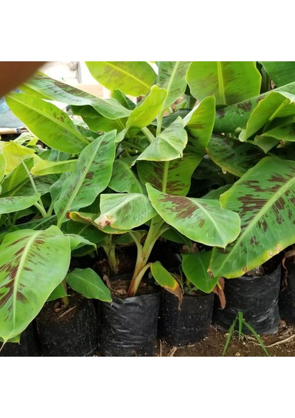Musa Cavendish Fidanı, Torbada