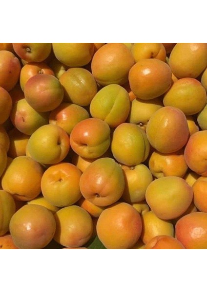 Tüplü Aşılı Italyan Tokalı Cinsi Kayısı Fidanı +80CM