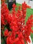 Kırmızı Ateş Çiçeği Salvia Splendens Red, Tohumu +-30 Adet 1