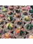 Gymnocalycium Variegata Kaktüs Tohumu Karışık 25 Adet 1