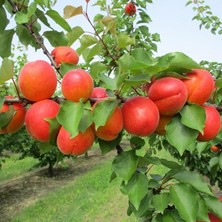 Berke Fidancılık Tüplü Aşılı Zaiges Red Moon Cinsi Kayısı Fidanı +80CM