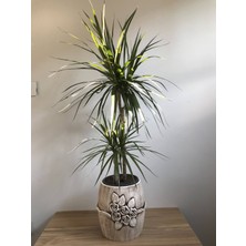 Lavinia Dracaena Margianata 2 Gövdeli