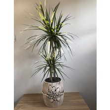 Lavinia Dracaena Margianata 2 Gövdeli