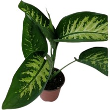 Fidan Merkezi Difenbahya Tropik Salon Bitkisi 30-50 Cm