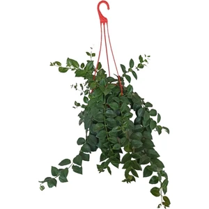 Bitki Fidanım Kokedama Aşinantus-Ruj Çiçeği