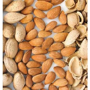 Berke Fidancılık Tüplü, Aşılı Lauenne Tam Bodur Badem Fidanı (Meyve Verir Yaşta)