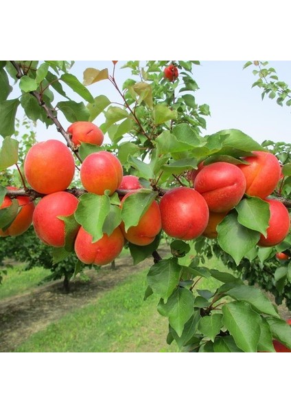 Tüplü Aşılı Zaiges Red Moon Cinsi Kayısı Fidanı +80CM