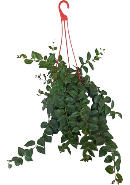 Kokedama Aşinantus-Ruj Çiçeği