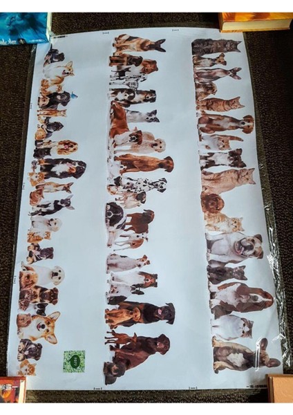 Kedi Köpek Sticker 60*90 cm