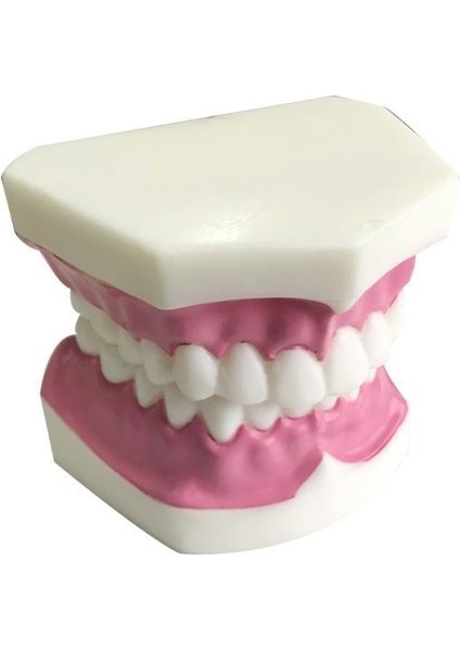 Diş Modeli Küçük