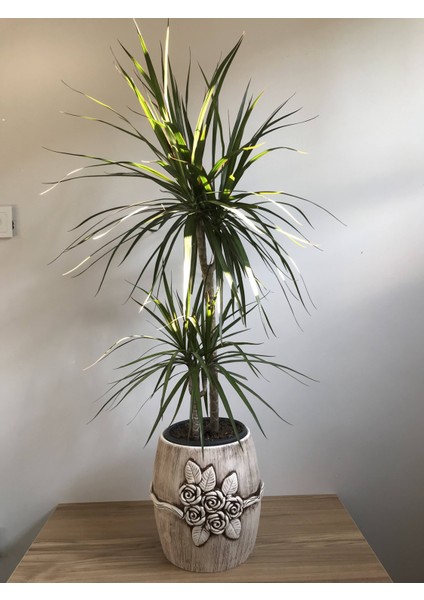 Dracaena Margianata 2 Gövdeli