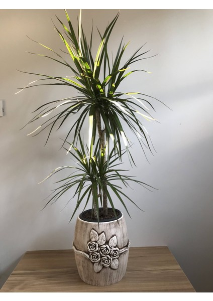 Dracaena Margianata 2 Gövdeli