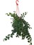 Kokedama Aşinantus-Ruj Çiçeği 1