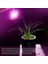 50 W LED Büyümek Işıkları Tam Spektrum LED Cob Kapalı Bitki Bahçe Için Işık Büyümek (Yurt Dışından) 1