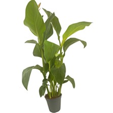 Fidanova Canna Çiçek Açan Bahçe Çiçeği