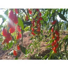 Yayla Tarım 3 Adet Goji Berry Fidanı ( Nq7 ) Tüplü 20 cm 12 Ay Dikim