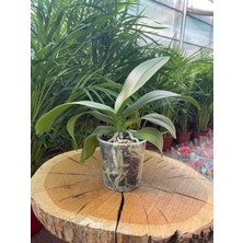 Taha Çiçekçilik Çiçeksiz Orkide Fidesi