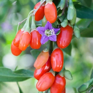 Yayla Tarım 5 Adet Goji Berry Fidanı ( Nq7 ) Tüplü 20 cm 12 Ay Dikim