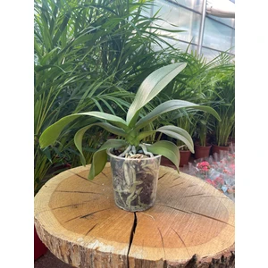 Taha Çiçekçilik Çiçeksiz Orkide Fidesi