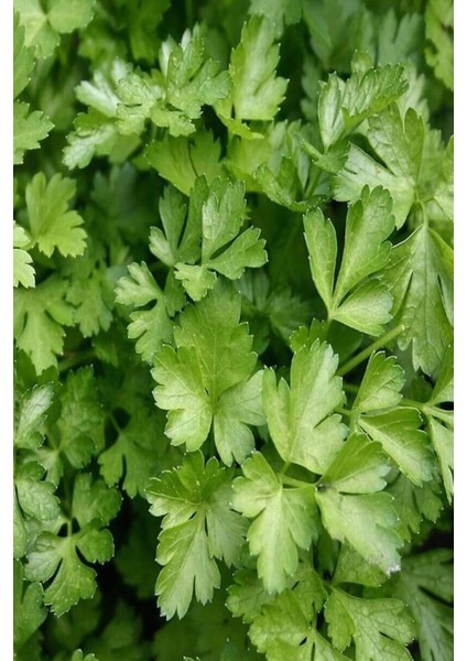 Maydanoz Tohumu 25 gr fiyatları