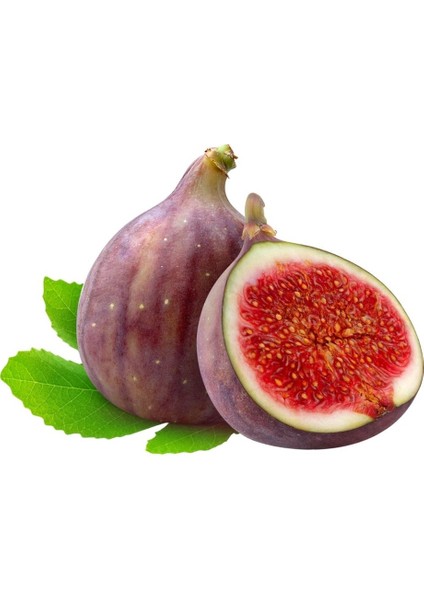 Bursa Siyahı Incir Fidanı Tüplü 1 Yaş