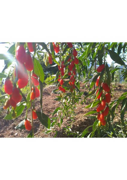 Yayla Tarım 3 Adet Goji Berry Fidanı ( Nq7 ) Tüplü 20 cm 12 Ay Dikim