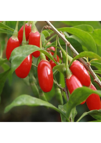 Yayla Tarım 3 Adet Goji Berry Fidanı ( Nq7 ) Tüplü 20 cm 12 Ay Dikim