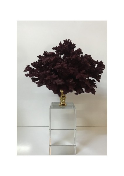 Kristal Bordo Mercan fiyatları