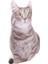 Yeşil Gözlü Kahve Kedi Peluş Yastık 3